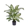 Designplants Dieffenbachia Kunstpflanze (h: 60 cm)