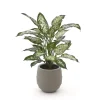 Designplants/Luca Lifestyle Dieffenbachia Kunstpflanze (h:60 cm) mit Bordo Balloon Blumentopf