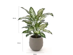 Designplants/Luca Lifestyle Dieffenbachia Kunstpflanze (h:60 cm) mit Bordo Balloon Blumentopf