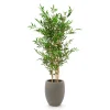 Designplants/Luca Lifestyle Japanischer Bambus Kunstpflanze (h:120 cm) mit Grigio Tall Balloon Blumentopf
