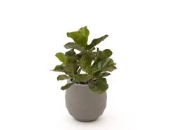 Designplants/Luca Lifestyle Lyrata Kunstpflanze (h:45 cm) mit Bordo Balloon Blumentopf