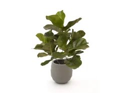 Designplants/Luca Lifestyle Lyrata Kunstpflanze (h:45 cm) mit Bordo Balloon Blumentopf