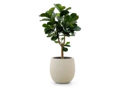 Designplants/Luca Lifestyle Lyrata Y Kunstbaum (h:170 cm) mit Bordo Tall Balloon Blumentopf