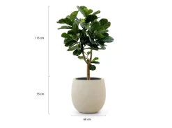 Designplants/Luca Lifestyle Lyrata Y Kunstbaum (h:170 cm) mit Bordo Tall Balloon Blumentopf