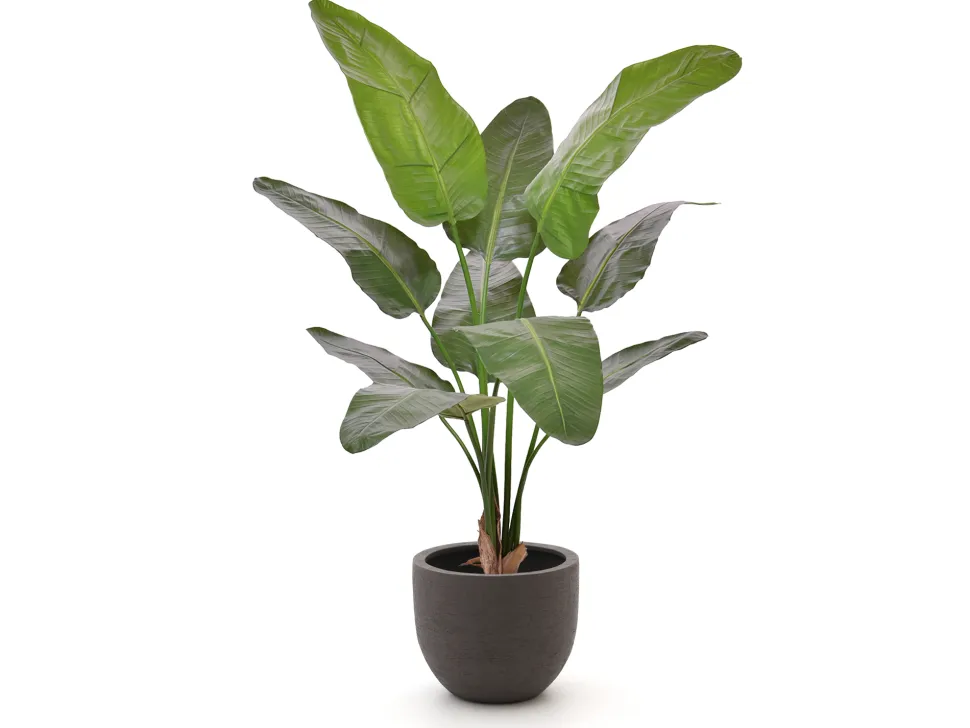 Designplants/Luca Lifestyle Strelitzia Nicolai Kunstpflanze (h:145 cm) mit Terreno New Egg Blumentopf
