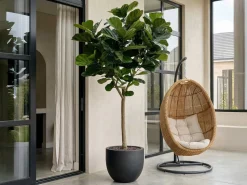 Designplants Lyrata Y Kunstbaum (h: 170 cm)